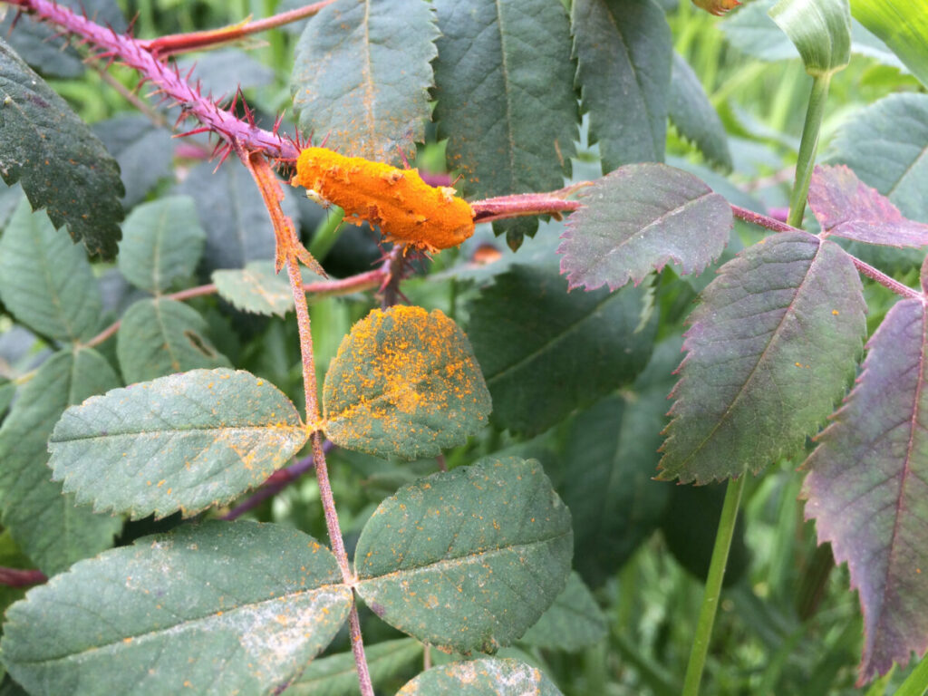 intensywnie pomarańczowy nalot na łodydze i liściu róży świadczący o porażeniu chorobą rdza róży