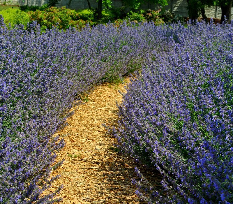 Kwitnąca lawenda wzdłuż ścieżki wysypanej drewnianymi zrębkami.