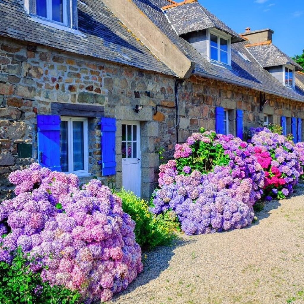 Piękne krzewy fioletowych i ciemnoróżowych hortensji ogrodowych na tle budynku z kamienia, z niebieskimi okiennicami.