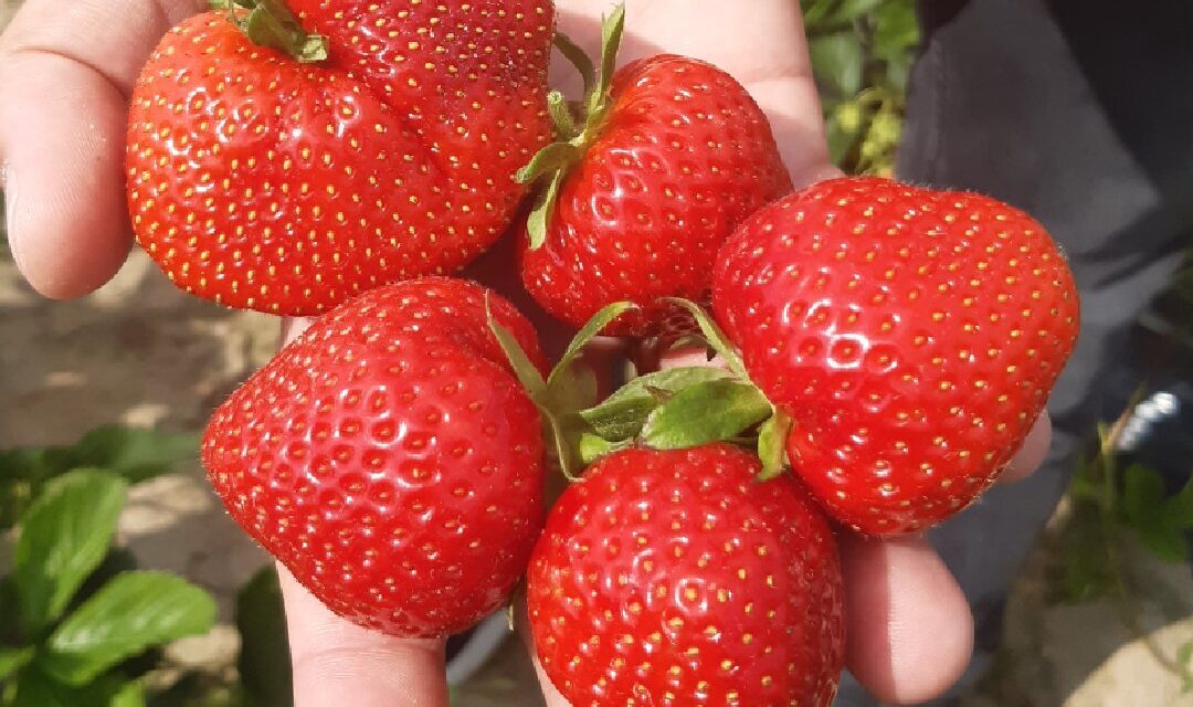 smacznie wyglądające, dojrzałe i duże owoce truskawki w dłoni mężczyzny.