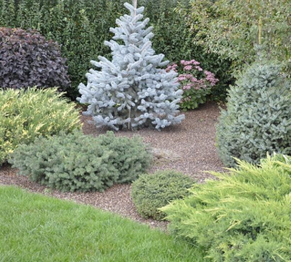 Różne gatunki krzewów iglastych na rabacie w ogrodzie.