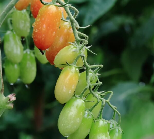 Grono podłużnych, niedojrzałych pomidorów koktajlowych na których widać krople wody.
