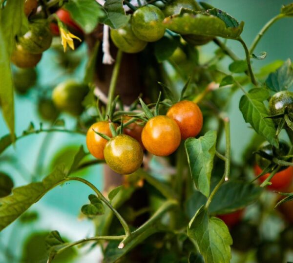 Dojrzewające okrągłe pomidory koktajlowe na krzaku.