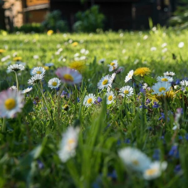 Łąka kwietna na której oprócz trawy rosną białe stokrotki i drobne szafirowe kwiatuszki.