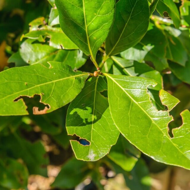 pędy rododendronu z nieregularnymi dziurami w liścich.