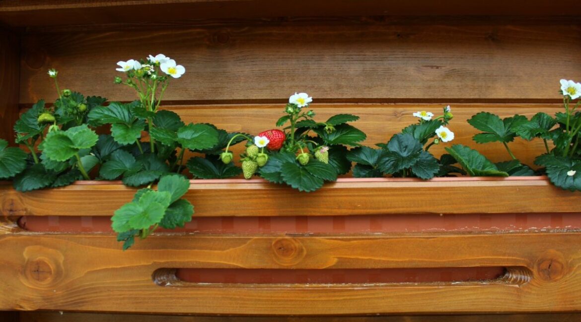 Kwitnące i owocujące, intensywnie zielone krzewy truskawki posadzone w drewnianej skrzyni w kolorze złotego dębu.
