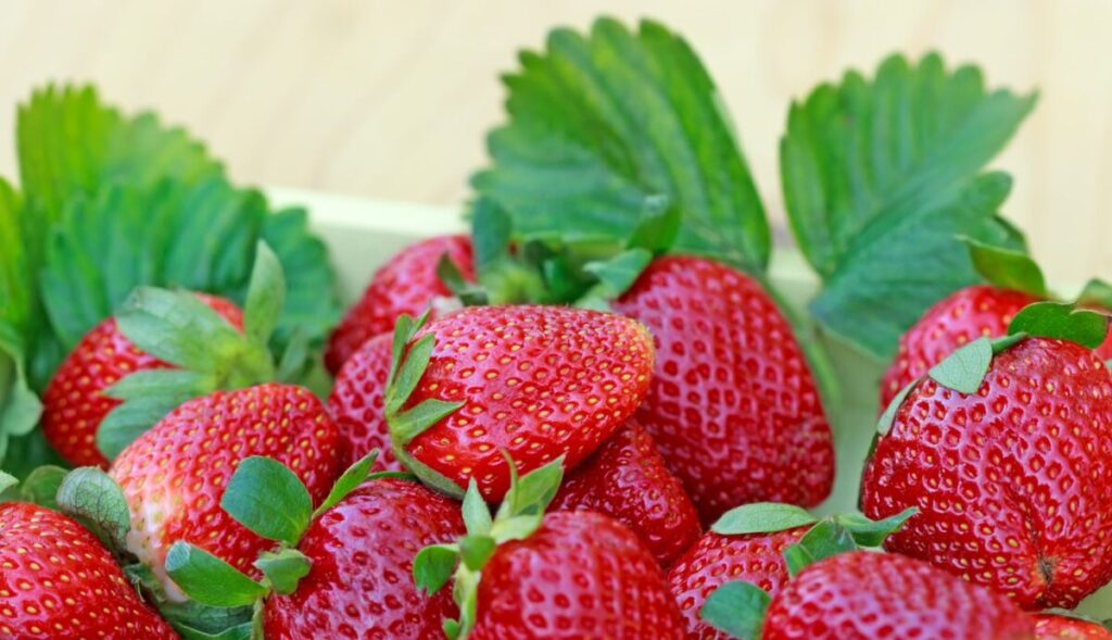 Smakowicie wyglądające, zdrowe, intensywnie czerwone owoce truskawki z szypułkami, na tle intensywnie zielonych liści truskawek.