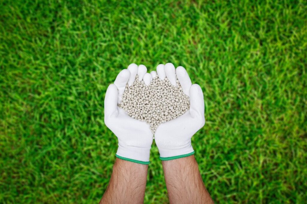 Na tle zielonego trawnika, dwie złączone ludzkie dłonie w białych rękawiczkach ogrodowych. W dłoniach znajduje się granulowany, białoszary nawóz do trawników.