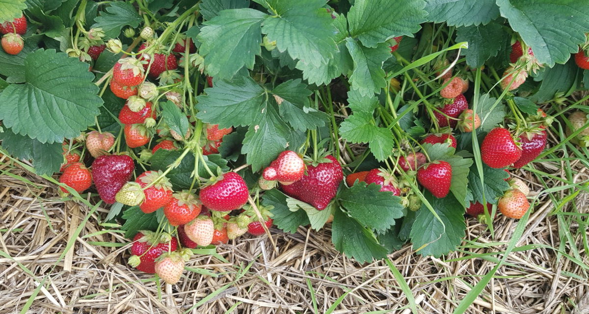 Intensywnie owocujące krzewy truskawek. Uprawa truskawek ściółkowana słomą.