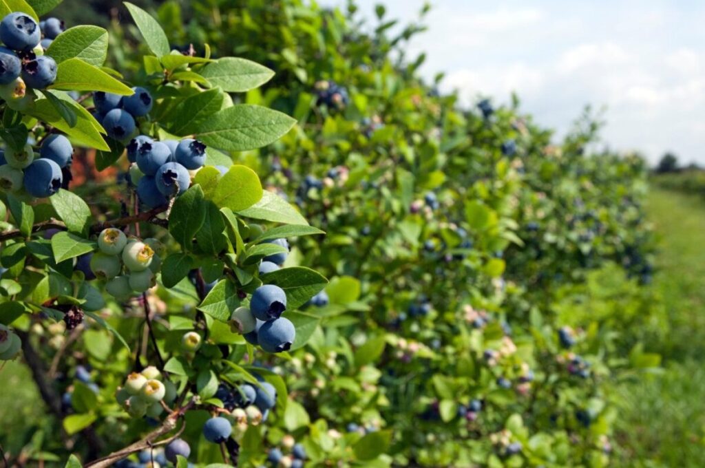 W tle kilkuletnia, dorodna plantacja borówki wysokiej. Na pierwszym planie znajdują się krzewy z dojrzewającą borówką wysoką. Niektóre owoce są już dojrzałe w kolorze ciemnogranatowymi a niektóre jeszcze zupełnie bladozielone. Owoców na krzewie jest bardzo dużo co świadczy o dobrym plonie.