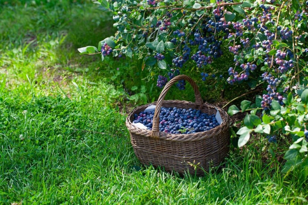 Na soczysto zielonej trawie znajduje się koszy wiklinowy, po brzegi napełniony owocami borówki amerykańskiej. Nad koszem znajduje się krzew borówki obsypany jasnofioletowymi, dojrzewającymi owocami oraz ciemnofioletowymi dojrzałymi owocami borówki.