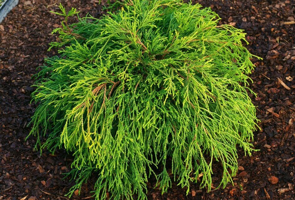Cyprysik groszkowy na rabacie wysypanej korą ogrodową