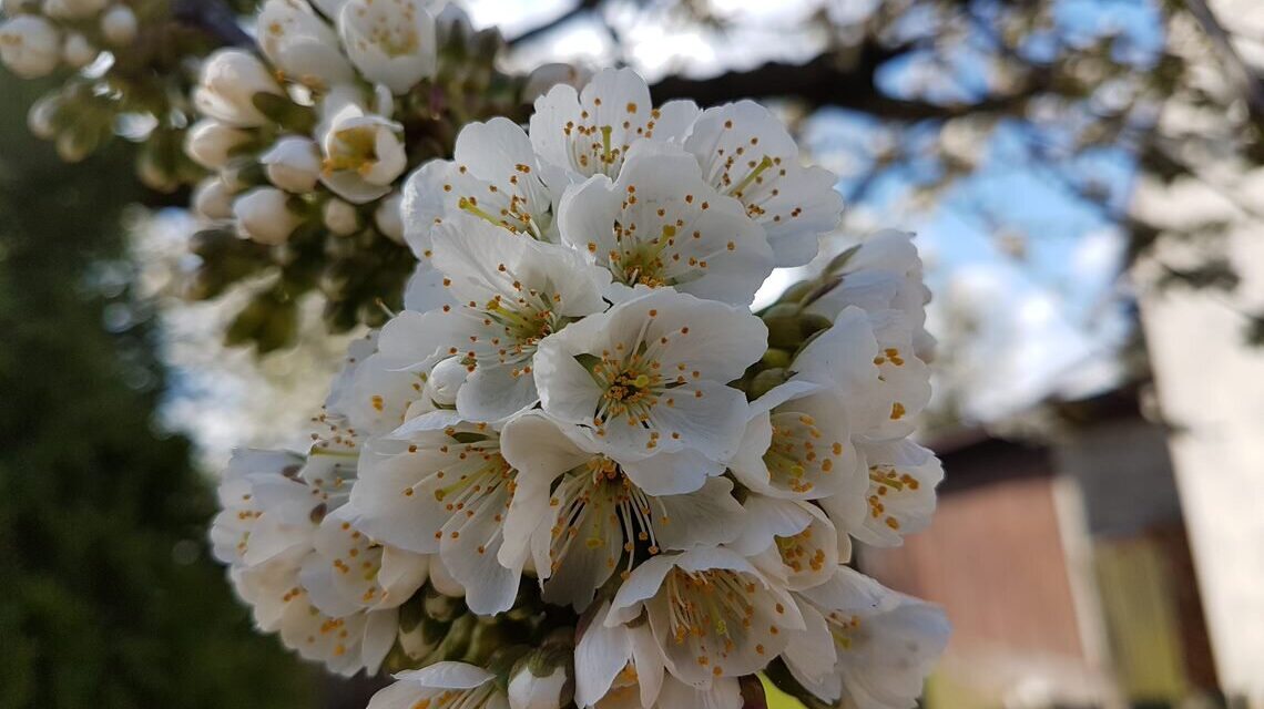 Pęd czereśni podczas kwitnienia