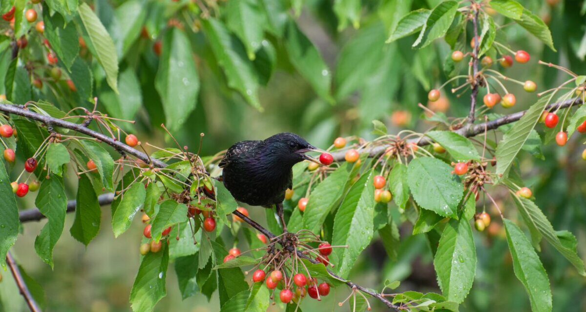 Szkodniki w czereśni. Siedzący na drzewie czereśniowym szpak zjadający dojrzały owoc czereśni