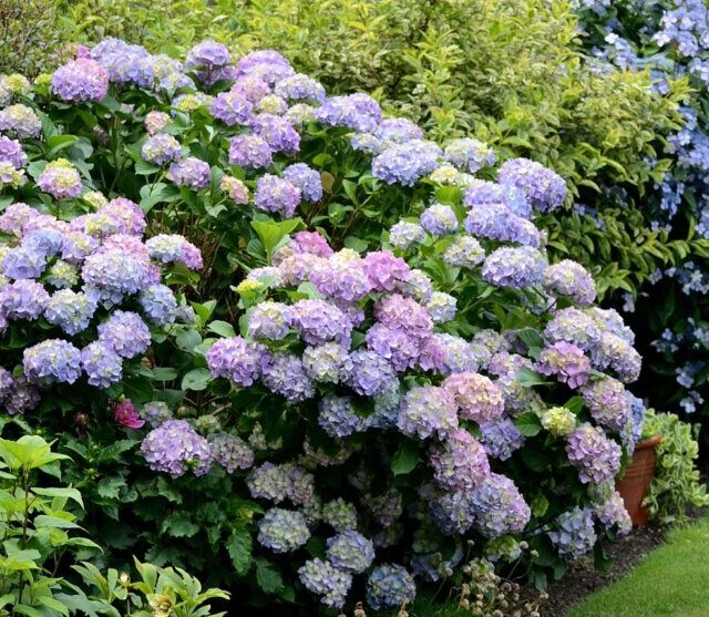 Okazały krzew hortensji, o kwiatach w kolorach od bladoróżowego do intensywnie fioletowego rosnący na rabacie między innymi roślinami.