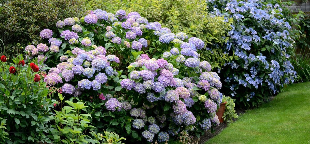 Okazały krzew hortensji, o kwiatach w kolorach od bladoróżowego do intensywnie fioletowego rosnący na rabacie między innymi roślinami.