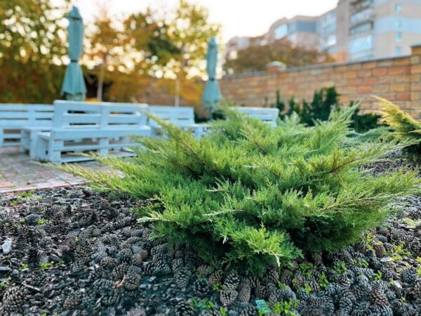 nieduży jałowiec sabiński rosnący na rabacie, zamiast kory rabaty wysypana jest szyszkami sosnowymi. W tle białe meble ogrodowe wykonane z palet.