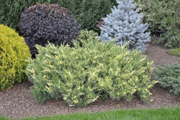 Dwubarwny Jałowiec sabiński na rabacie z różnymi iglakami.