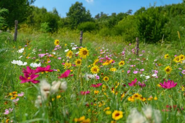 Łąka kwietna z kolorowymi kwiatami różnych gatunków