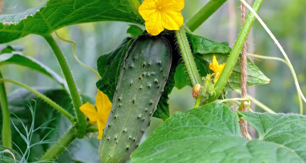 kwitnąca na żółto i owocująca roślina ogórka gruntowego.