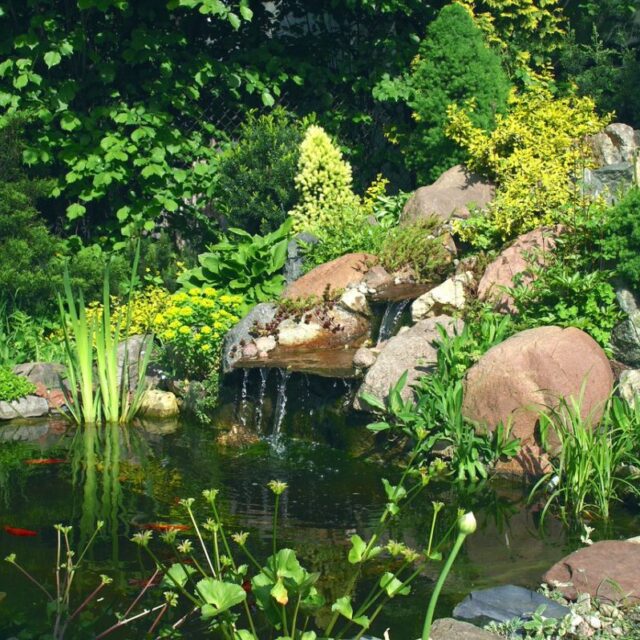 ciekawy skalniak z dużych kamieni polnych na oczkiem wodnym. Na skalniaku rosną małe krzewy iglaste i liściasta oraz rośliny skalne. w oczku pływają czerwone ryby a wokół oczka rosną rośliny wodne.