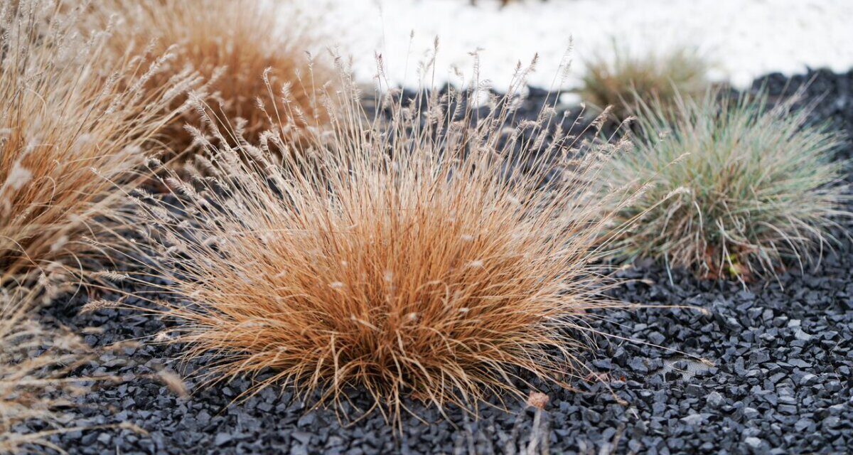 Drobne kępy trawy ozdobnej w kolorze słomkowym rosnące na rabacie wysypanej czarnym żwirkiem.
