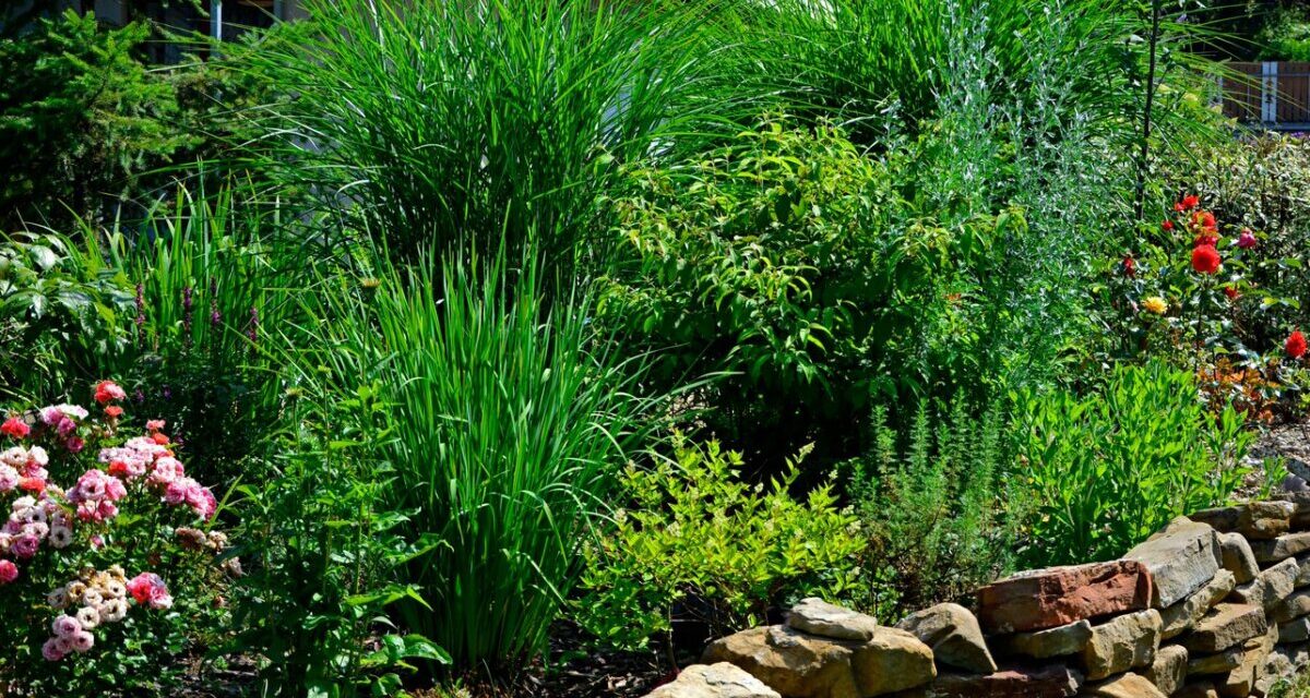 Zielone trawy ozdobne na rabacie, wśród nasadzeń innych gatunków roślin zielonych i kwitnących