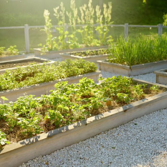 rabata z truskawkami w drewnianych skrzyniach ułożonych regularnie na białym żwirku, w tle niskie ogrodzenie części warzywnej i dalsza część ogrodu.