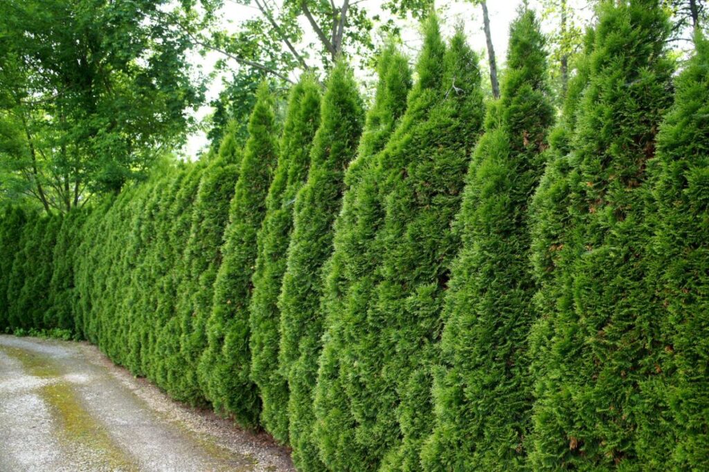 szpaler z tuj kolumnowych wzdłuż ogrodzenia w ogrodzie