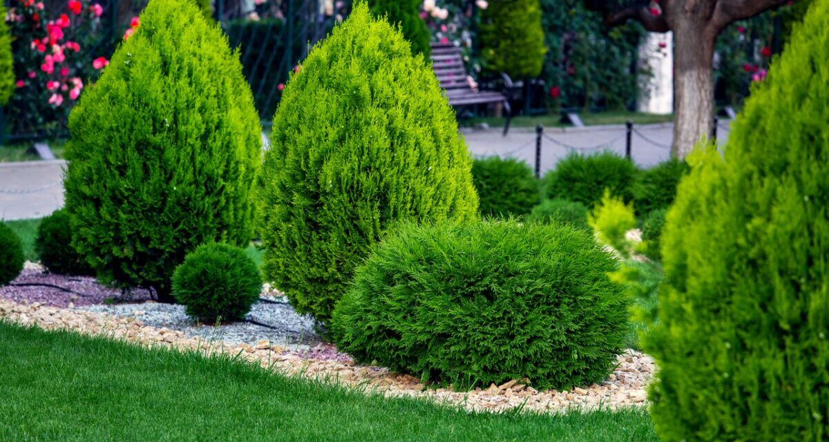 Różne odmiany tuj na rabacie ogrodowej