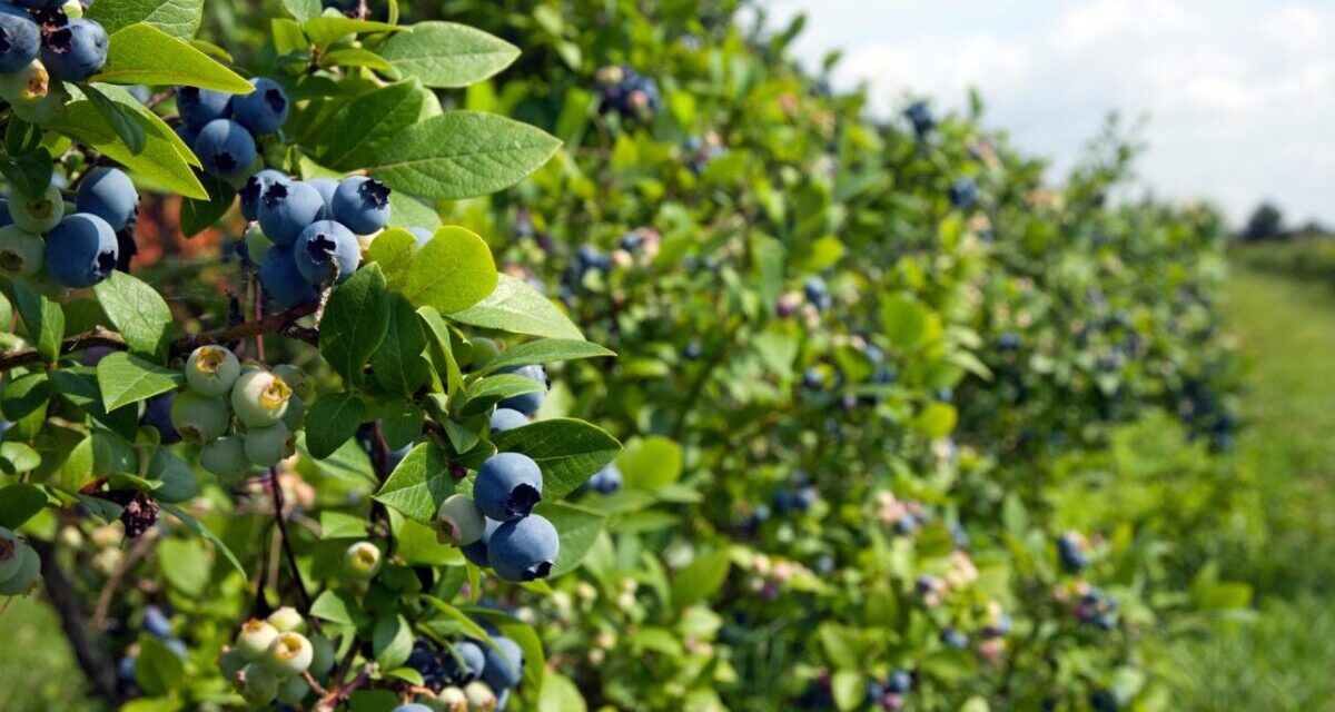 W tle kilkuletnia, dorodna plantacja borówki wysokiej. Na pierwszym planie znajdują się krzewy z dojrzewającą borówką wysoką. Niektóre owoce są już dojrzałe w kolorze ciemnogranatowymi a niektóre jeszcze zupełnie bladozielone. Owoców na krzewie jest bardzo dużo co świadczy o dobrym plonie.