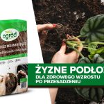 Przygotowanie roślin doniczkowych do zimy: Jak zadbać o rośliny w okresie zimowym