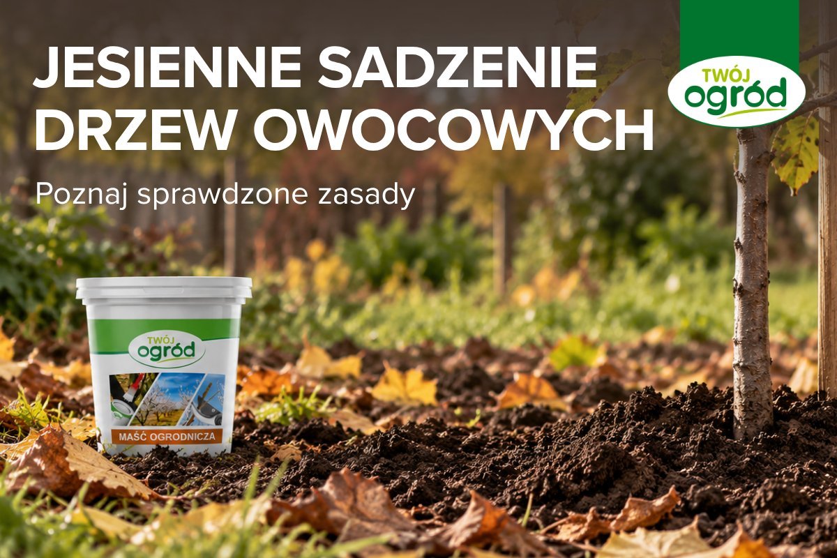 Grafika z napisem „Jesienne sadzenie drzew owocowych” prezentująca wiaderko maści ogrodniczej marki Twój Ogród obok świeżo posadzonego drzewka w ogrodzie